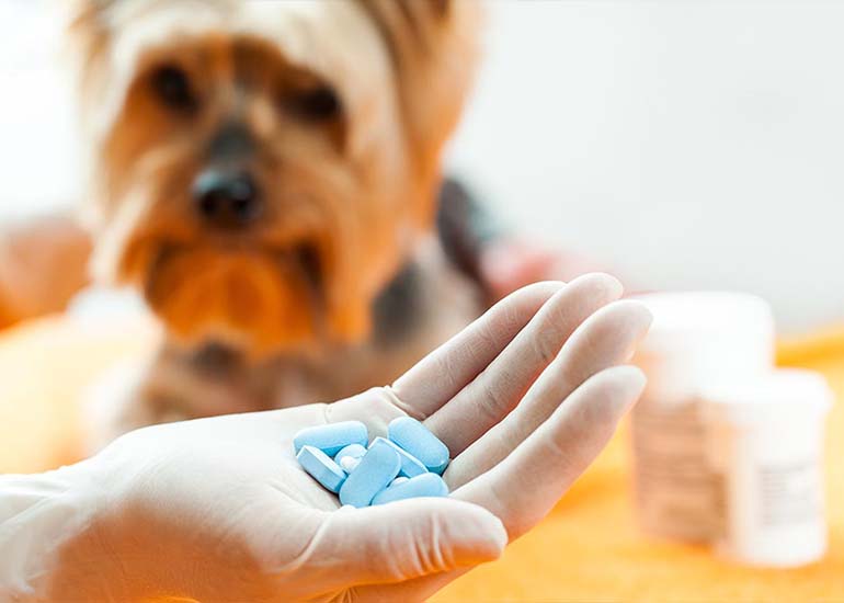 Veterinary-Nutraceutical.jpg
